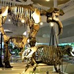 موزه رومانی