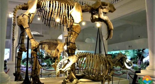 موزه رومانی