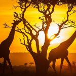 جاذبه های کنیا