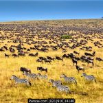 مهاجرت بزرگ آفریقا