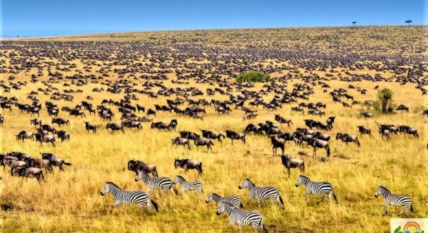 Massai-Marra-1-800x مهاجرت بزرگ آفریقا