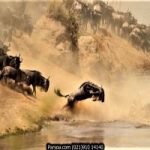 تور کنیا-حیات وحش افریقا