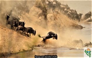 تور کنیا-حیات وحش افریقا