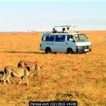 سافاری حیات وحش