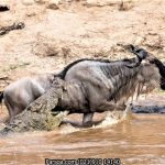 ماسایی مارا