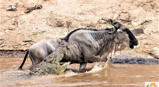 Massai-Marra-2-800x ماسایی مارا