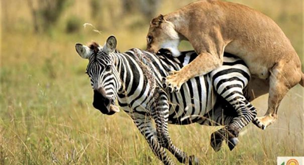 Massai-Marra-3-800x تور کنیا