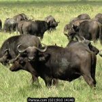 سافاری حیات وحش