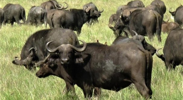 سافاری حیات وحش