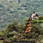 سافاری تانزانیا