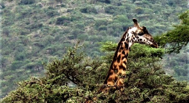 سافاری تانزانیا