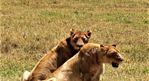 شیر تانزانیا