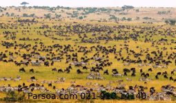 ماسایی مارا