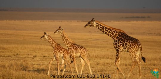 تور تانزانیا