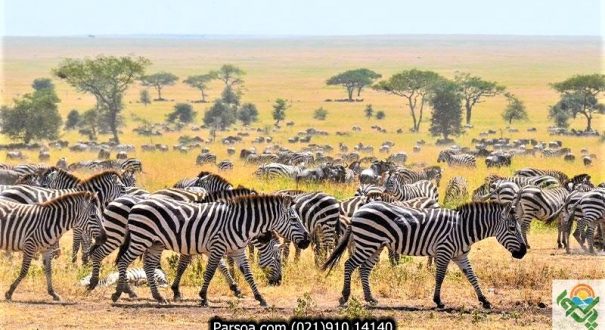 great-migration-1 سافاری