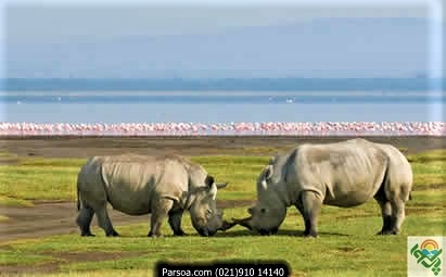 حیات وحش آفریقا