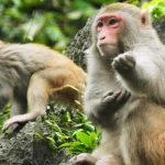 حیات وحش هالونگ