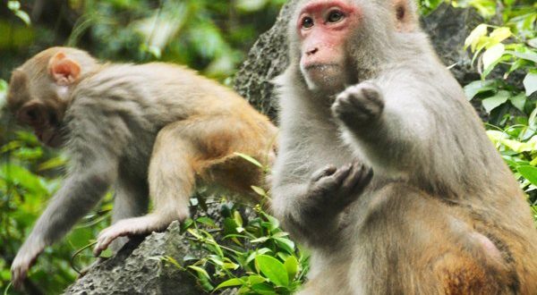 New Project (14) حیات وحش هالونگ